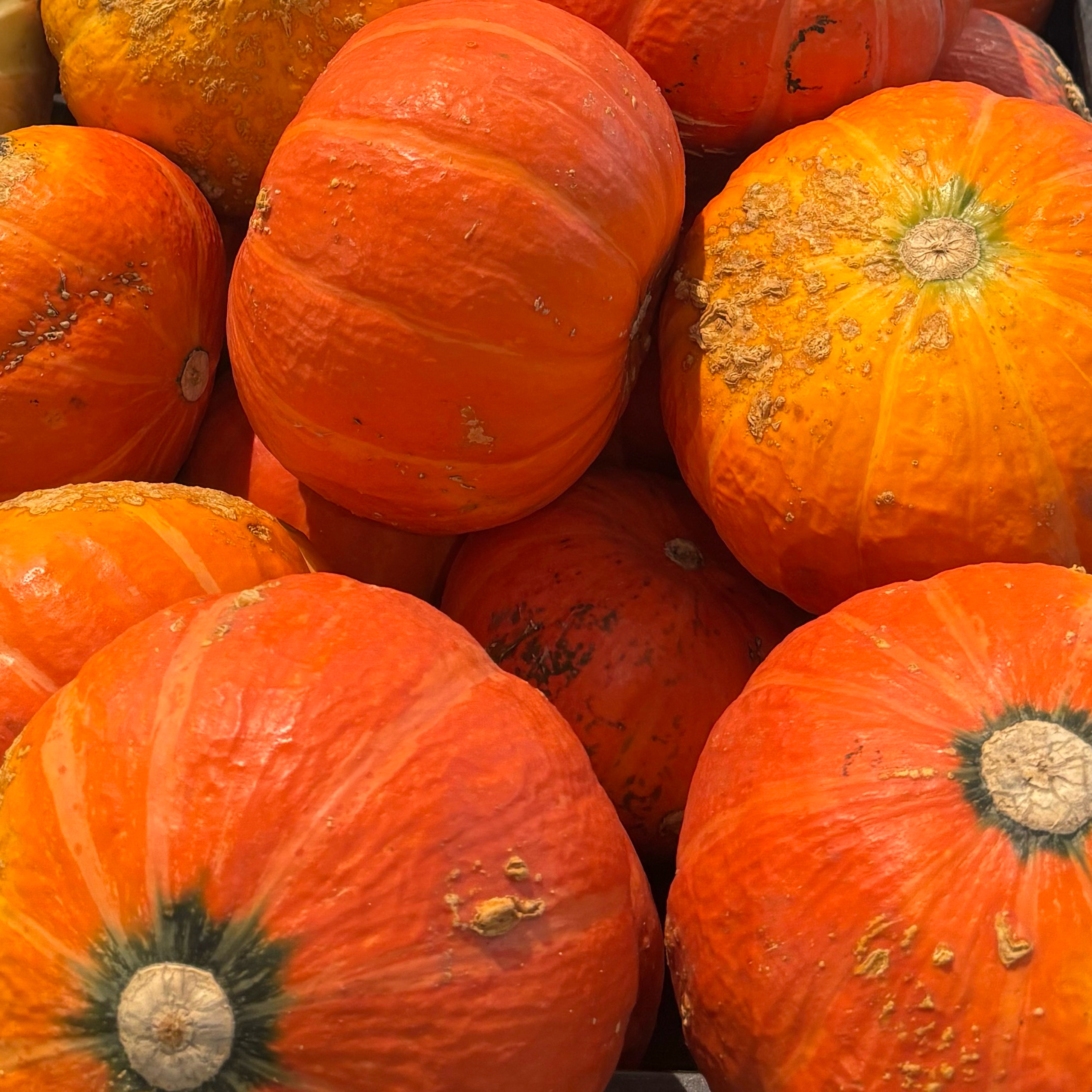 Sofie van Oranjemuntje